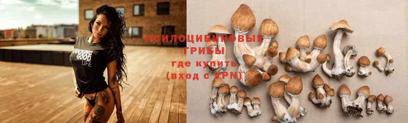 Галлюциногенные грибы Psilocybe  где купить наркотик  Беломорск 